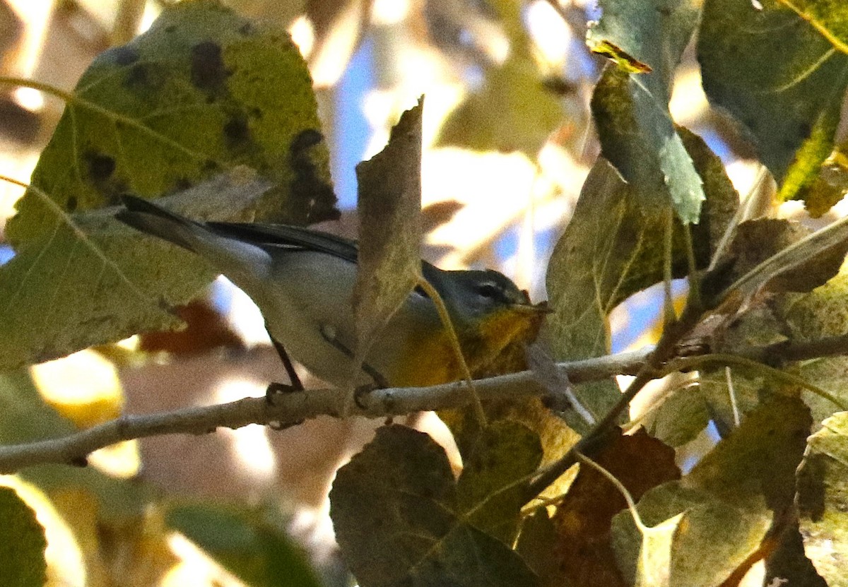 Northern Parula - ML646867452
