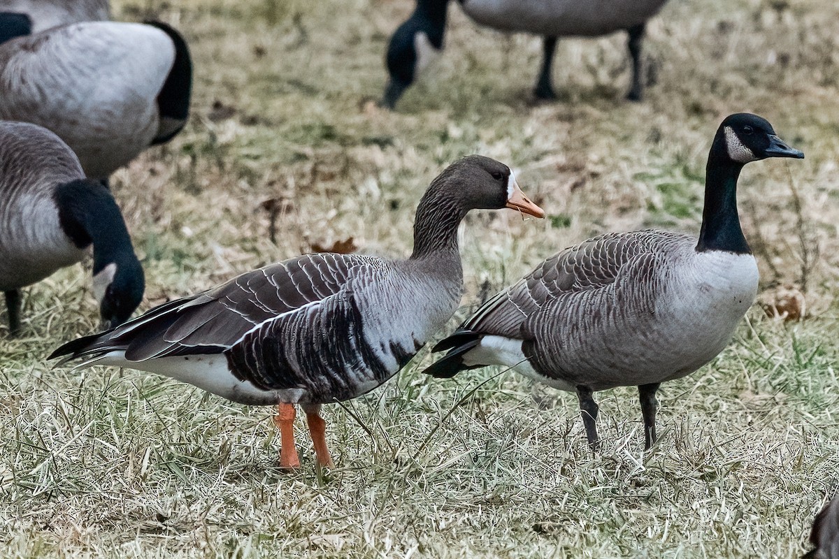 Oie rieuse (flavirostris) - ML646867457