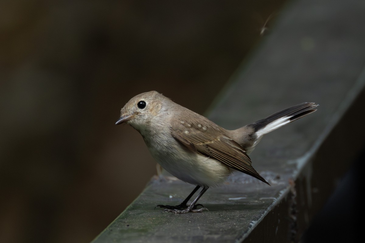 Восточная малая мухоловка - ML646867458