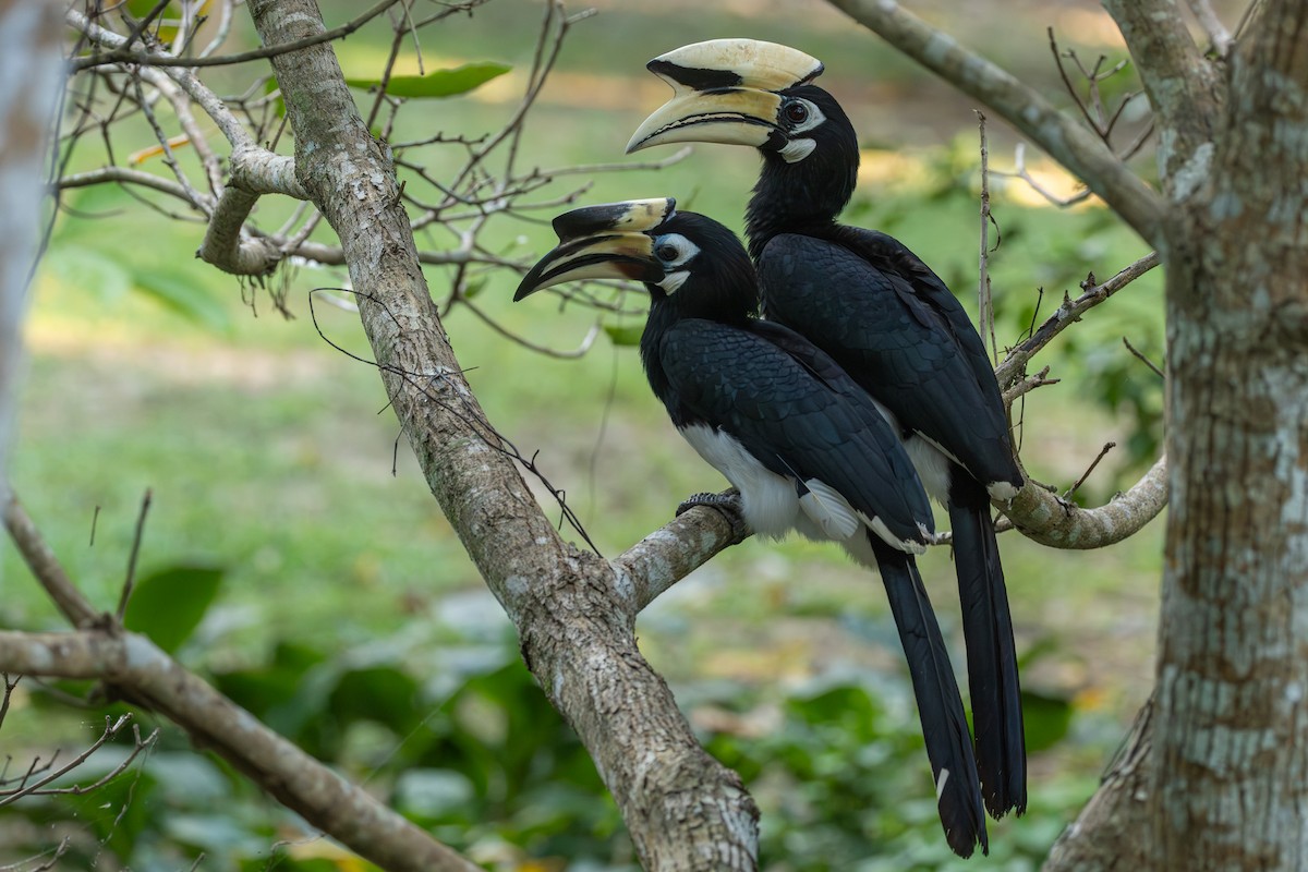 Белоклювая птица-носорог - ML646867459