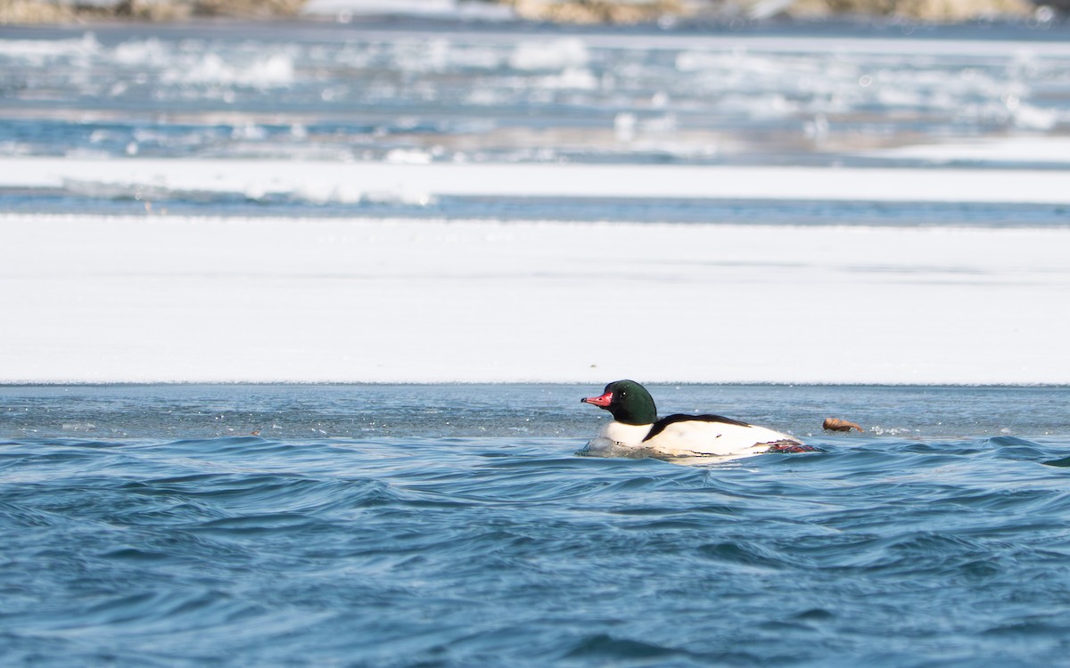 laksand - ML646867461