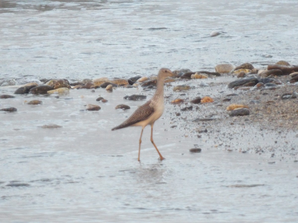 Totano zampegialle minore - ML646867462