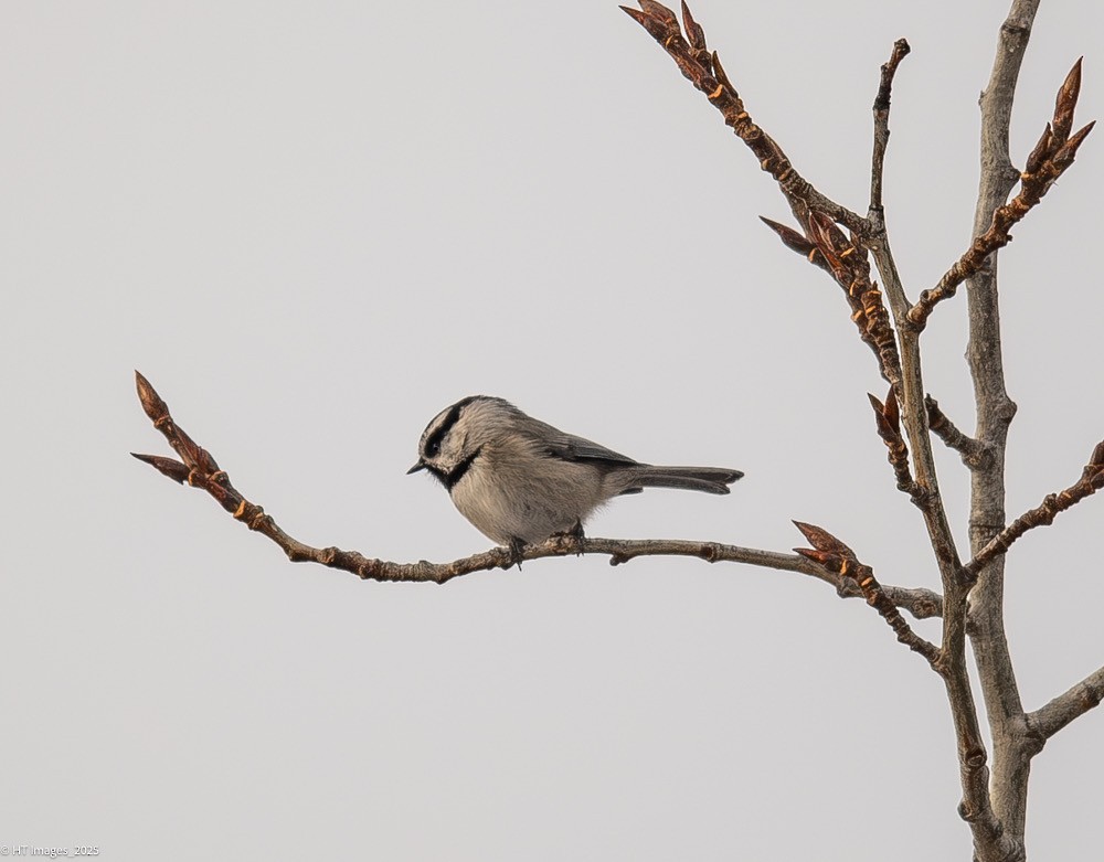 Mountain Chickadee - ML646867463