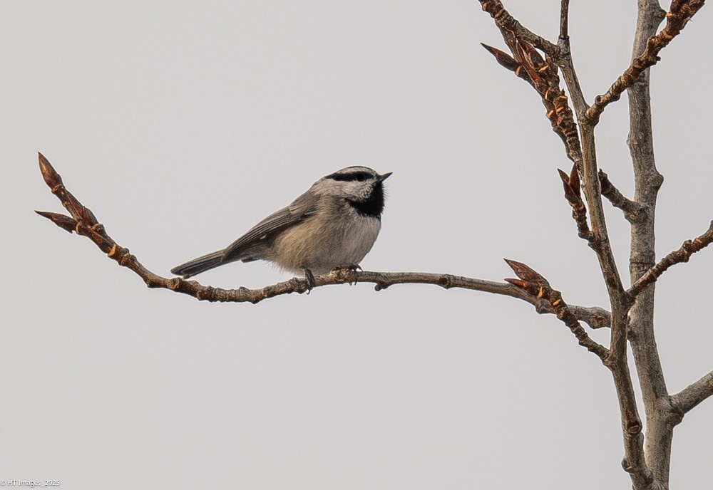 Mountain Chickadee - ML646867468