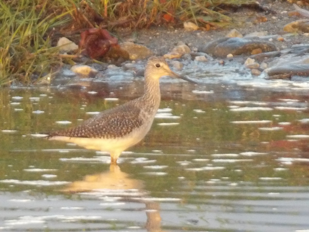 Totano zampegialle minore - ML646867471