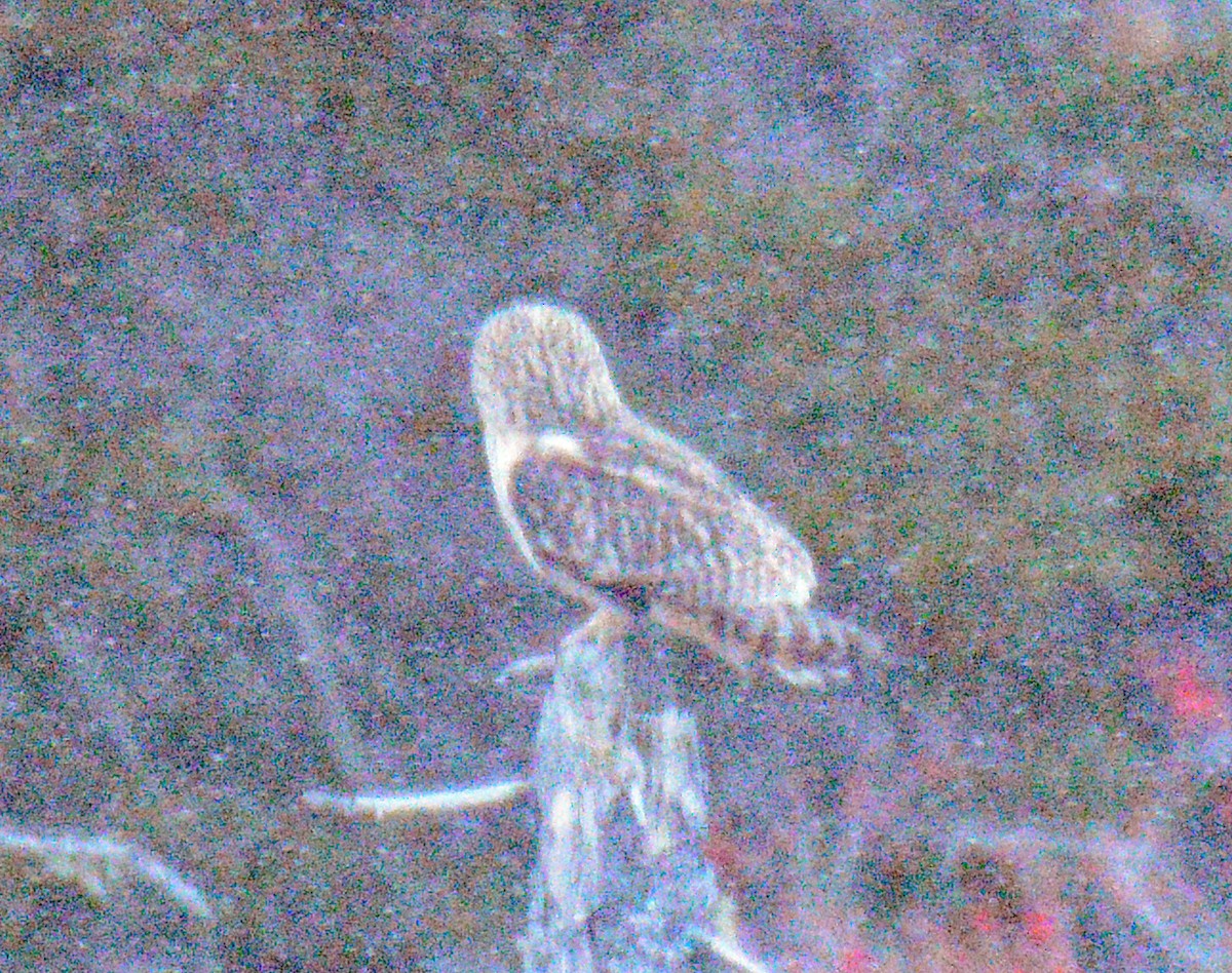 ינשוף שדות (צפוני) - ML646867472