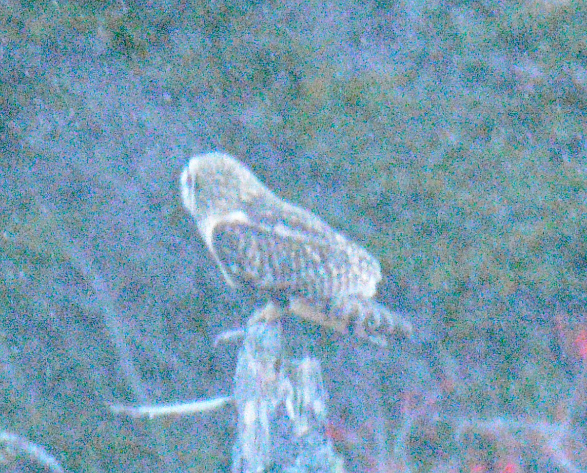 ינשוף שדות (צפוני) - ML646867473