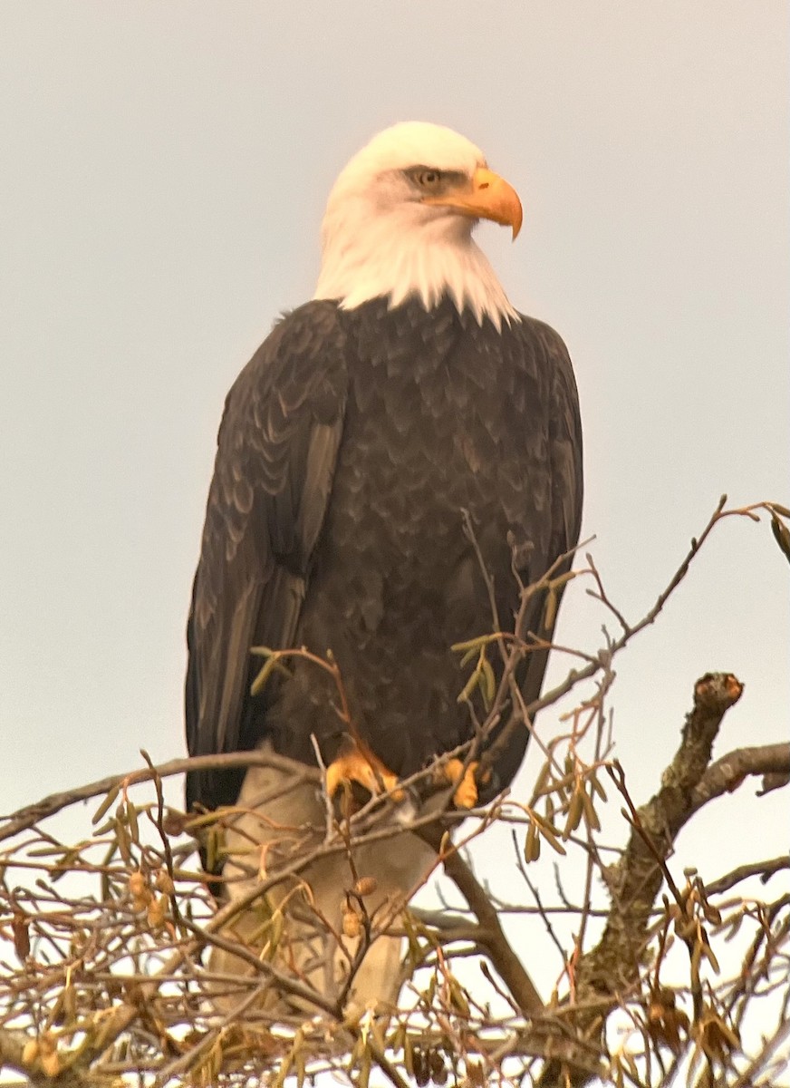 Bald Eagle - ML646867474