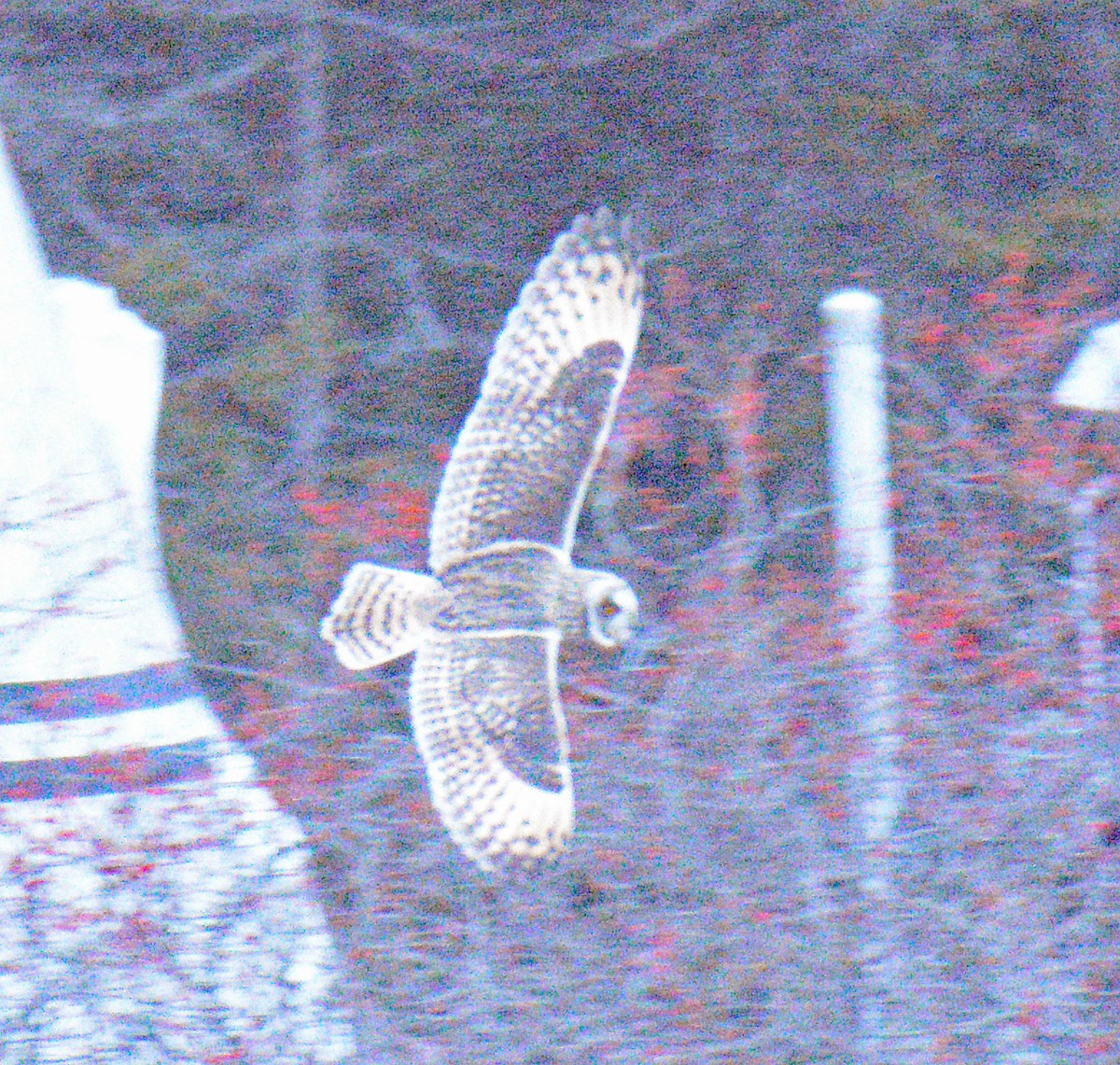 ינשוף שדות (צפוני) - ML646867475