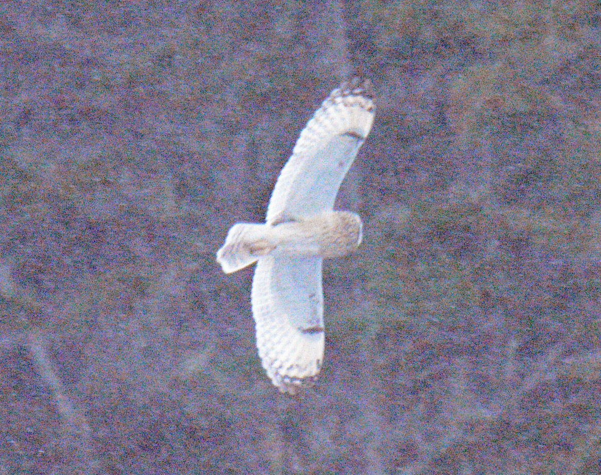 ינשוף שדות (צפוני) - ML646867476