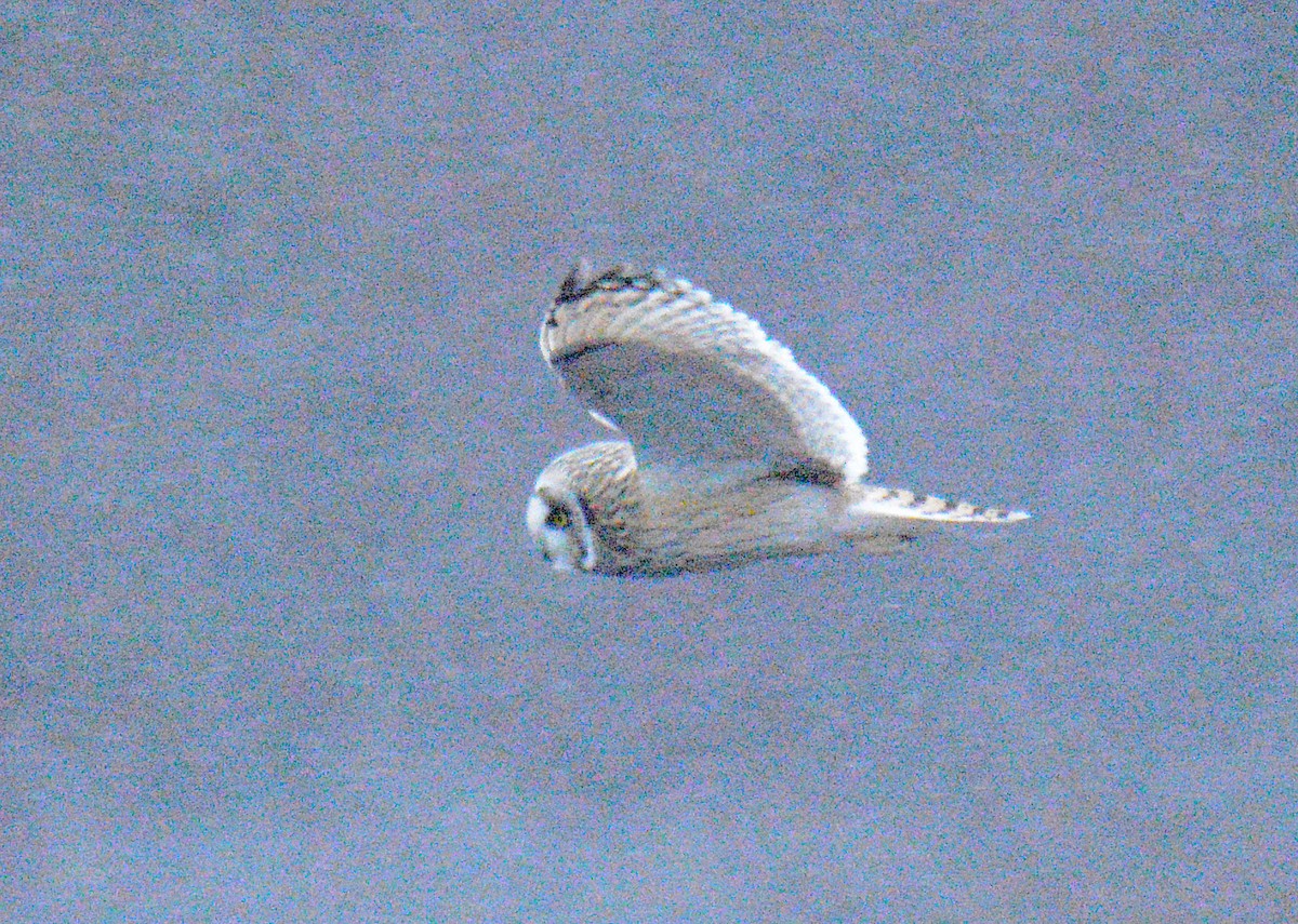 ינשוף שדות (צפוני) - ML646867477