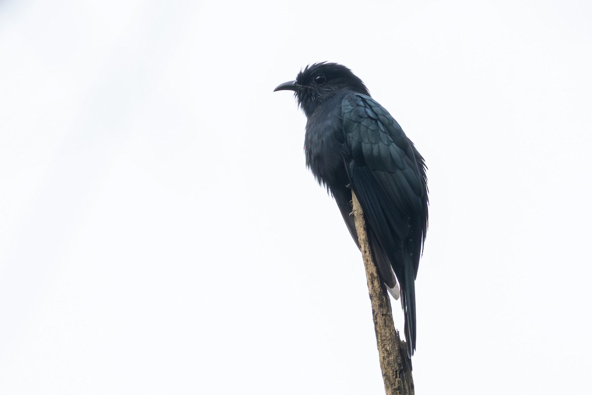 Зозуля-дронго азійська - ML646867478