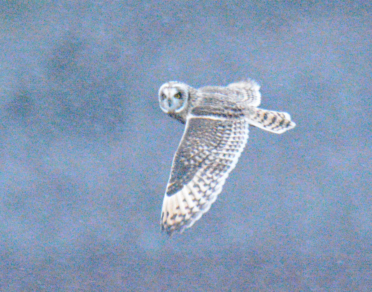 ינשוף שדות (צפוני) - ML646867479