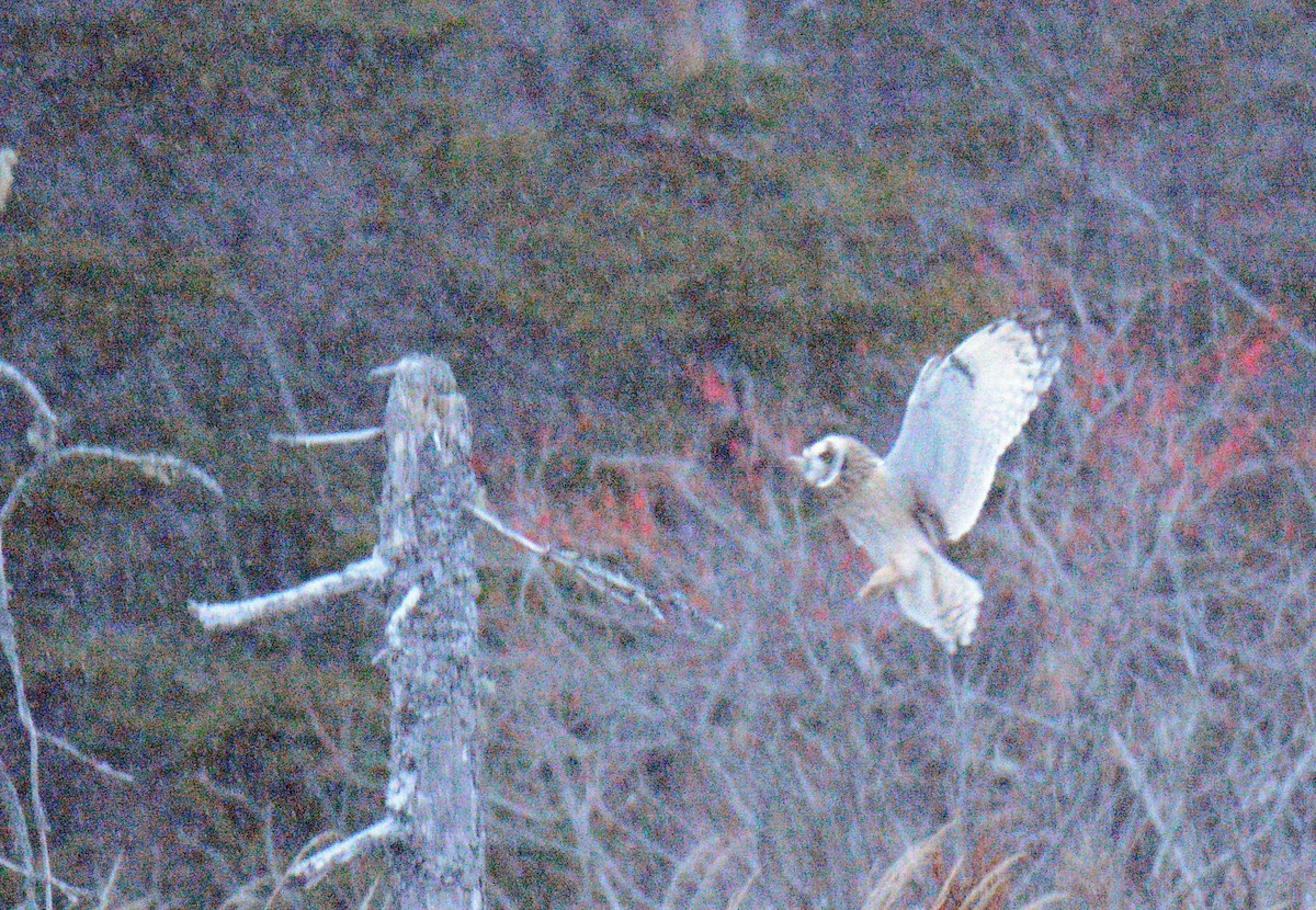 ינשוף שדות (צפוני) - ML646867480