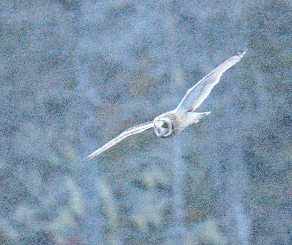 ינשוף שדות (צפוני) - ML646867482