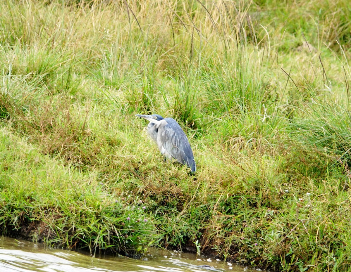 Héron mélanocéphale - ML646867483