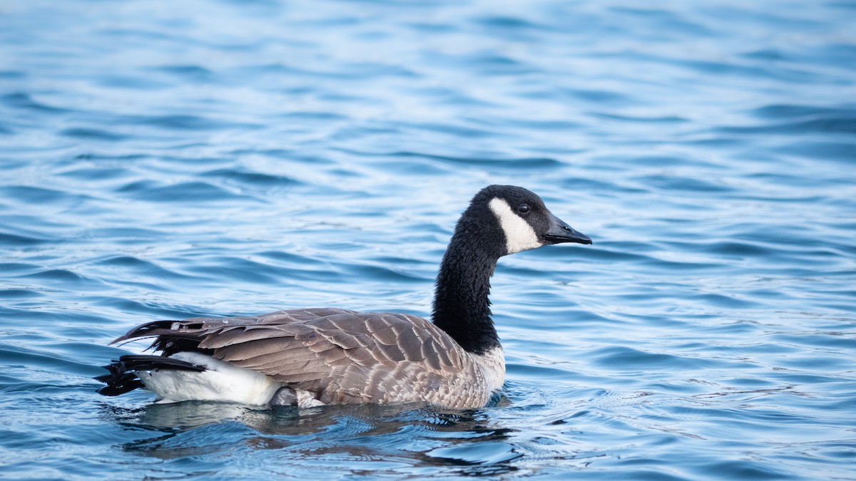 kanadagås - ML646867485