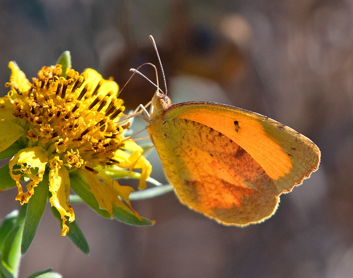 Sleepy Orange - ML646867487
