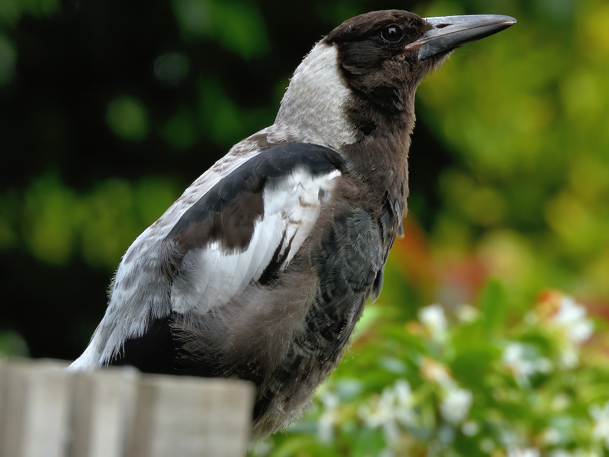 Cassican flûteur (tibicen x telonocua/tyrannica) - ML646867488