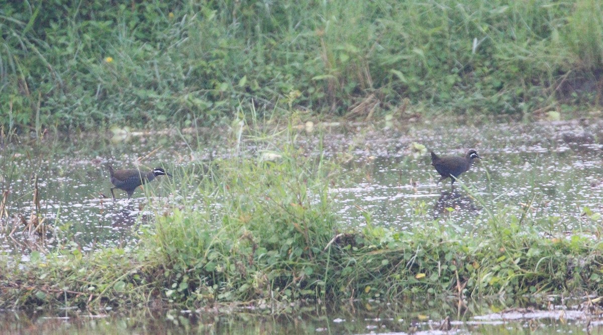 Barred Rail - ML646867489