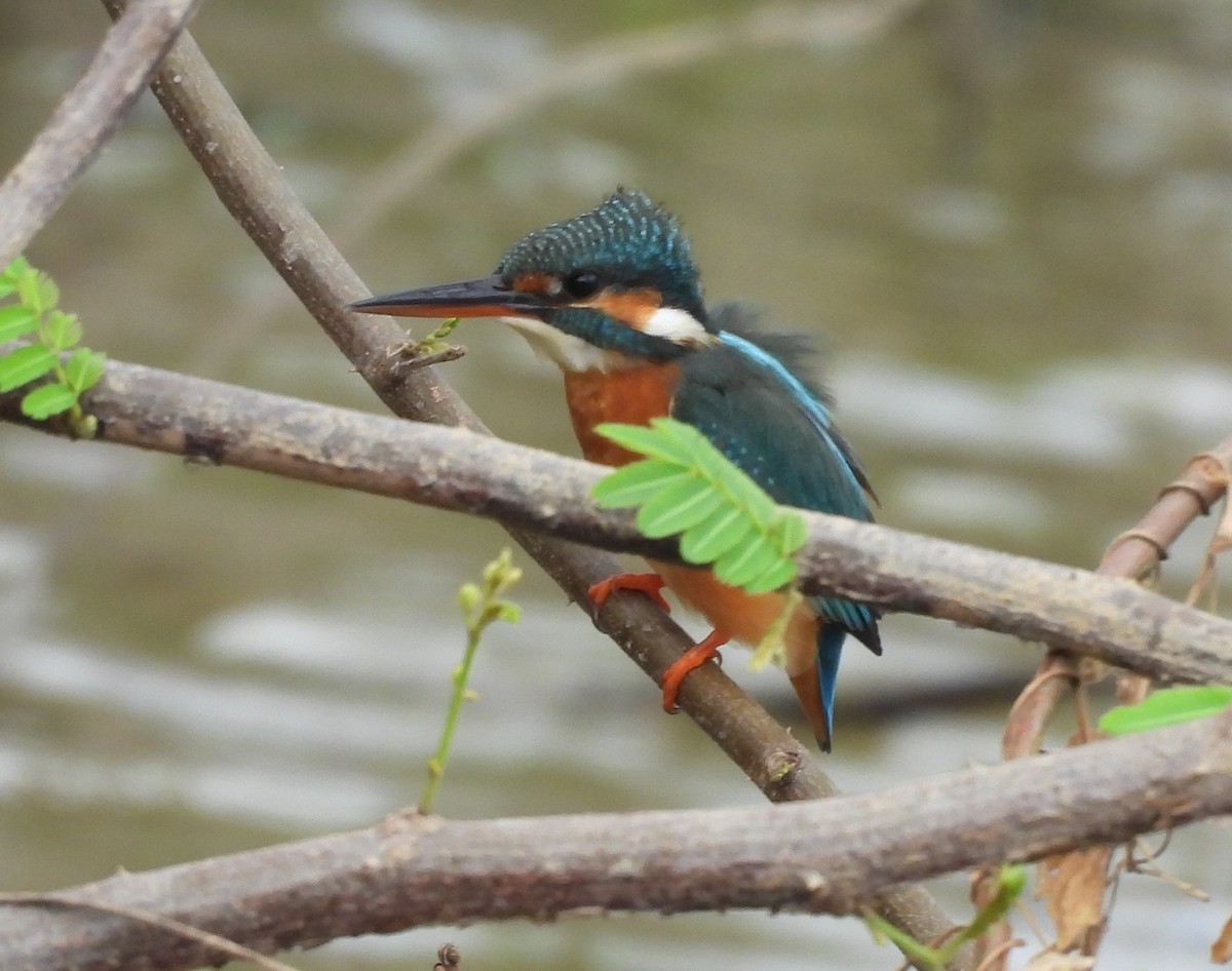 Yalıçapkını - ML646867493