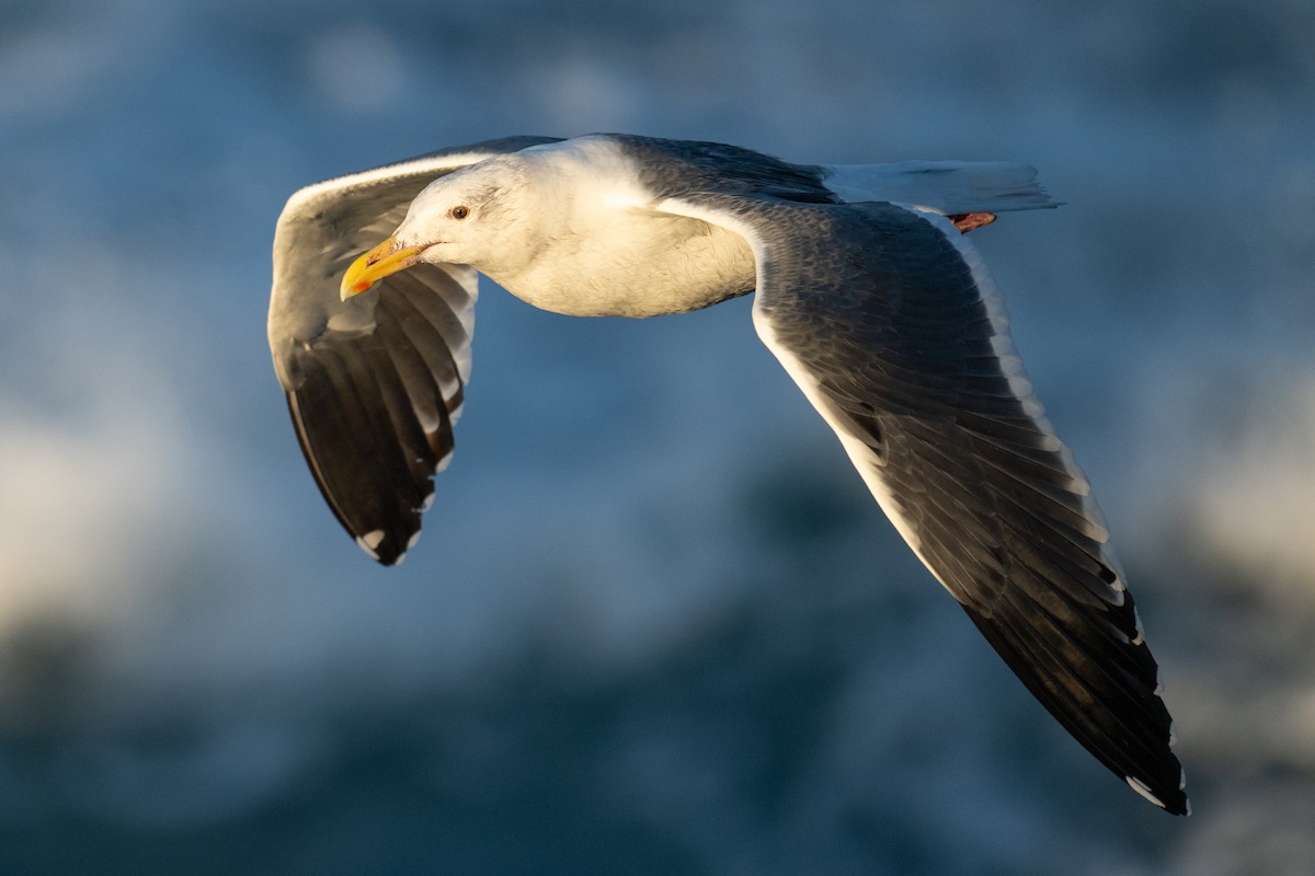 Western Gull - ML646867497