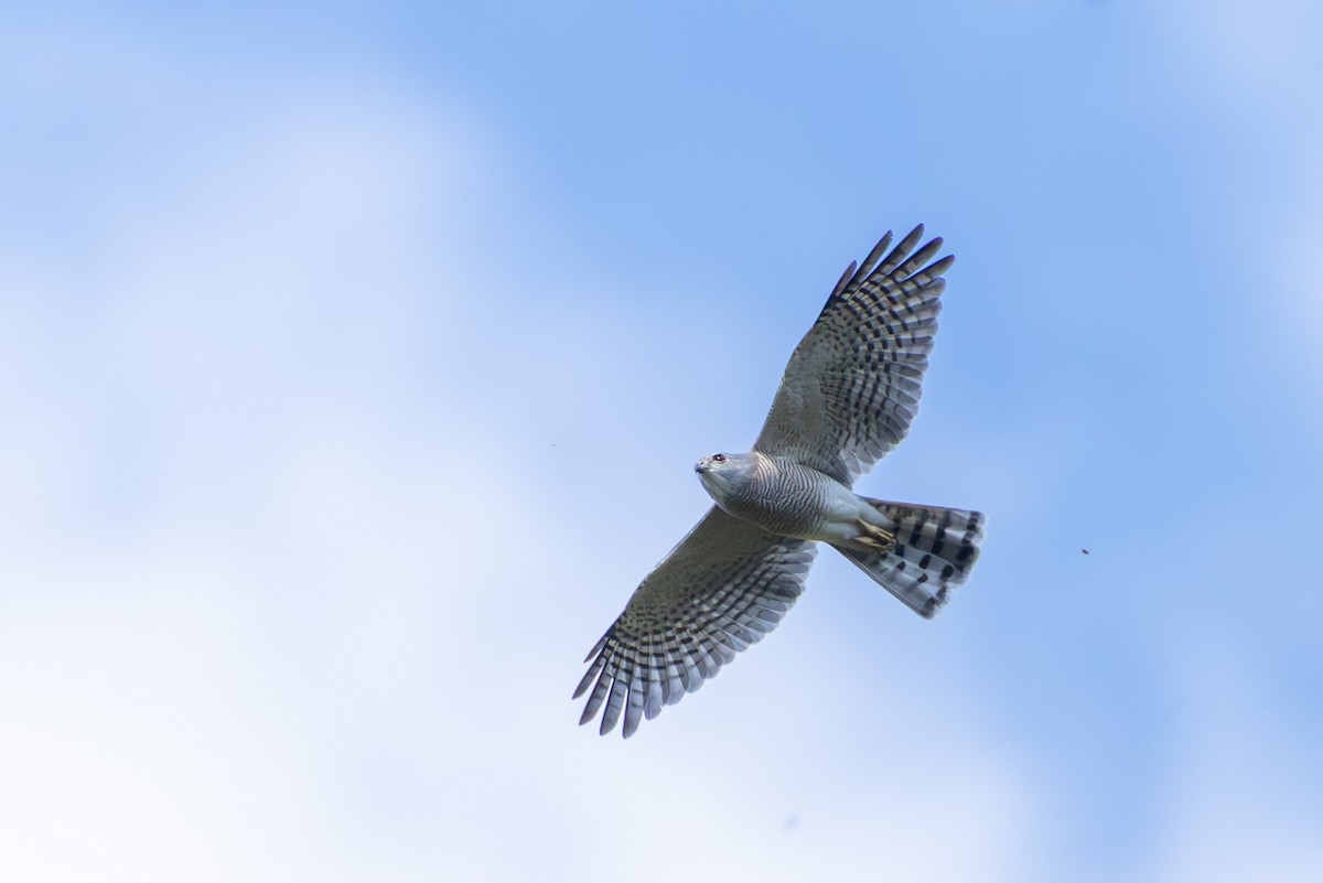 Яструб туркестанський - ML646867498