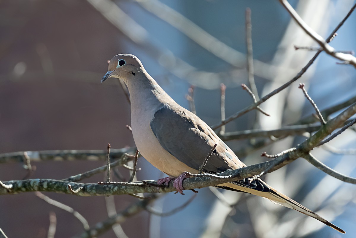 ナゲキバト - ML646867500