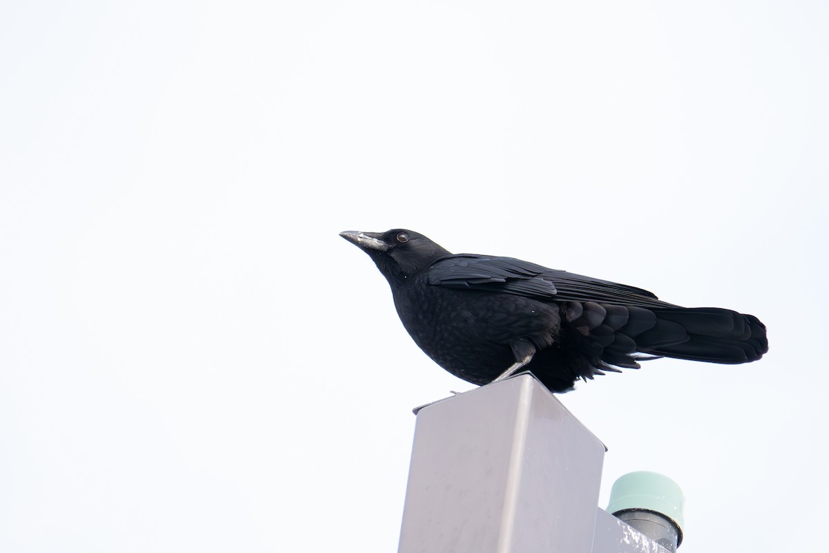 amerikakråke - ML646867503