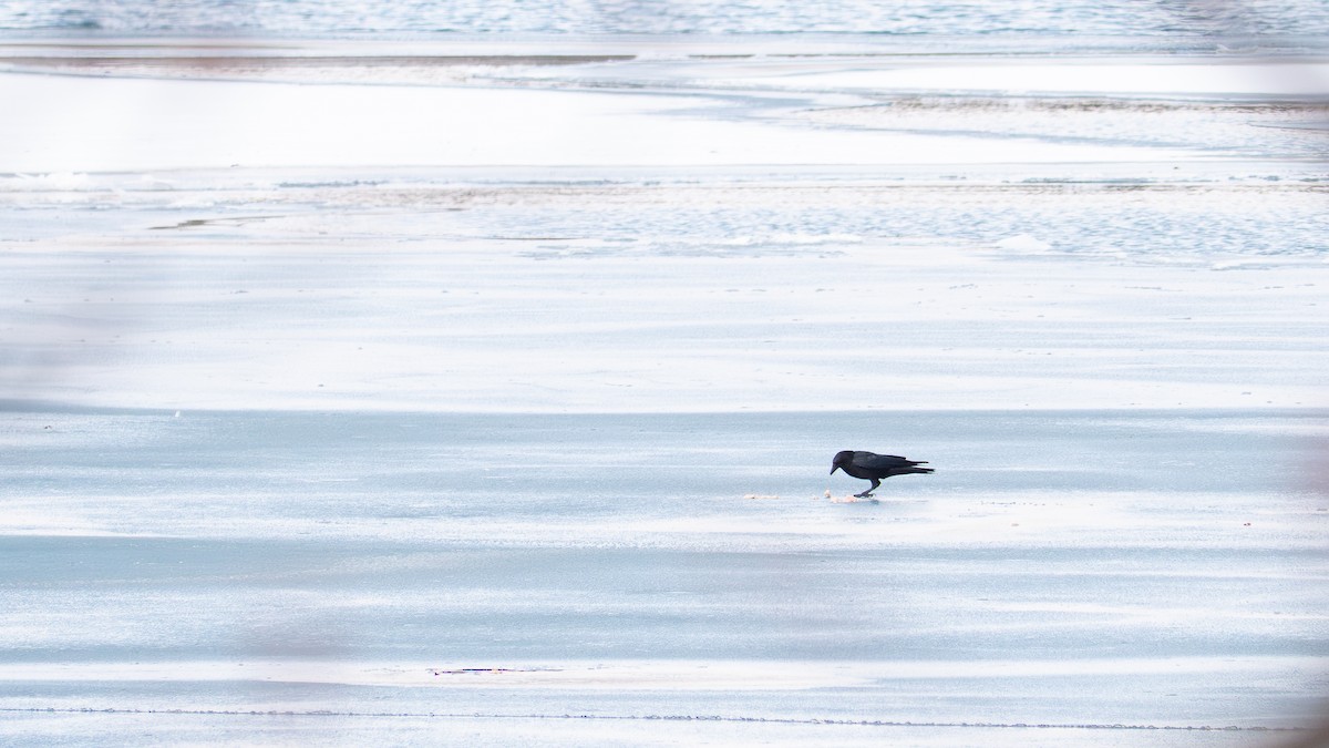 amerikakråke - ML646867504