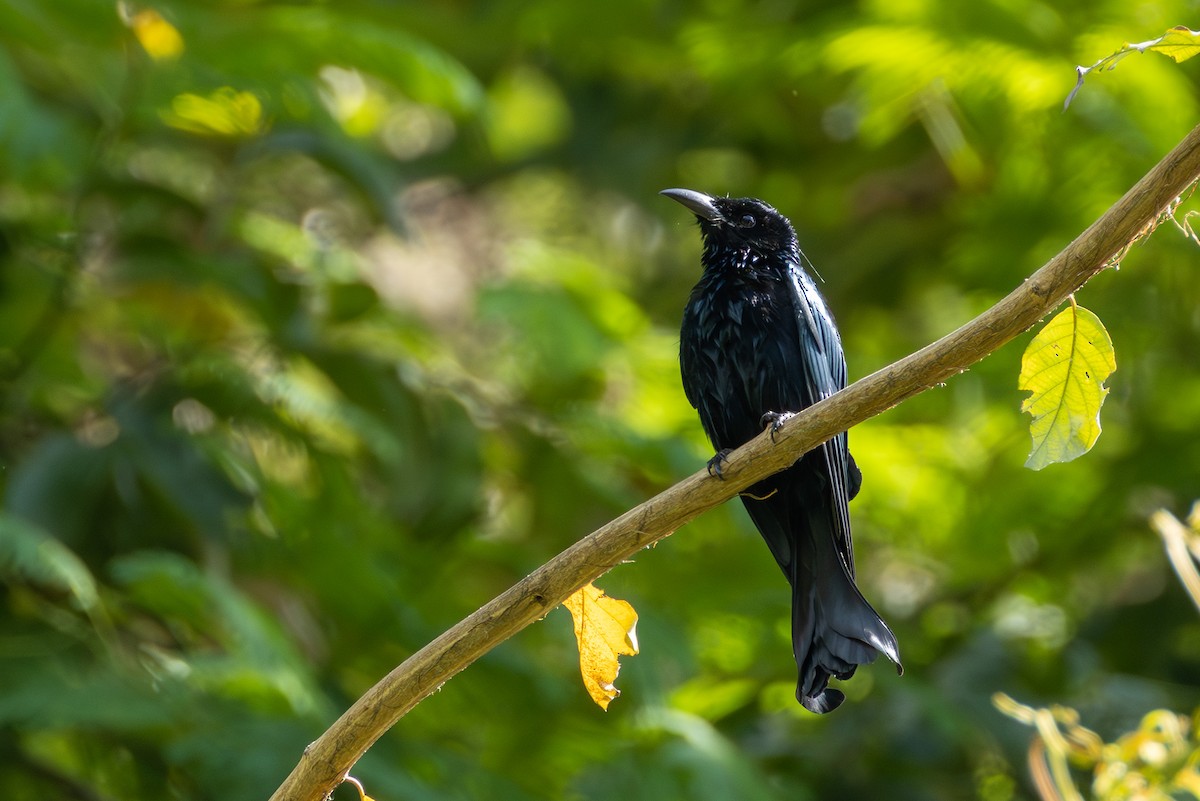 Hair-crested Drongo (Hair-crested) - ML646867505