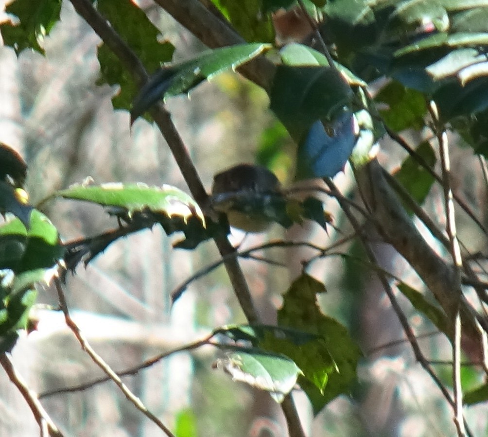 Ruby-crowned Kinglet - ML646867506