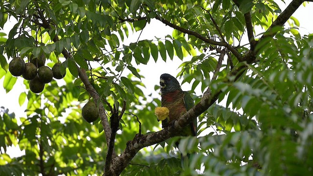 St. Lucia Amazon - ML646867510