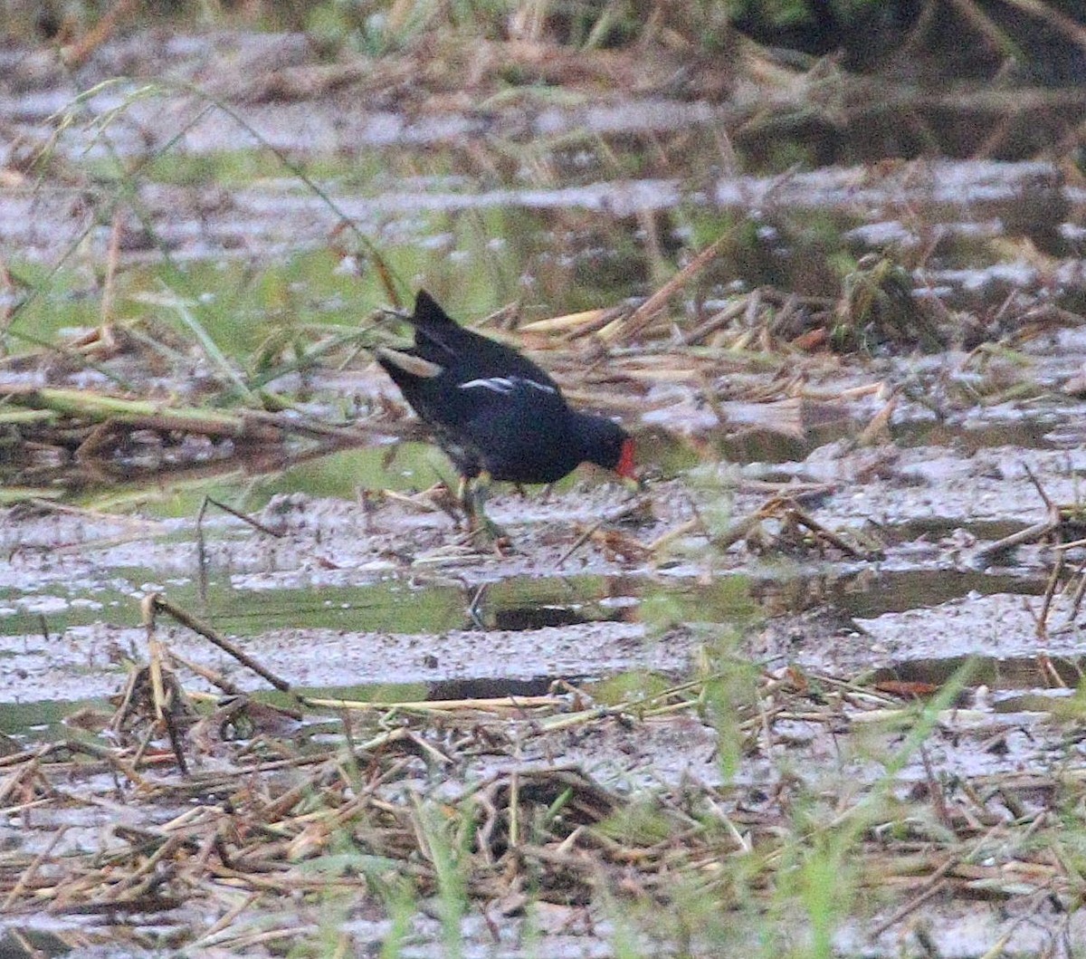 Eurasian Moorhen - ML646867511