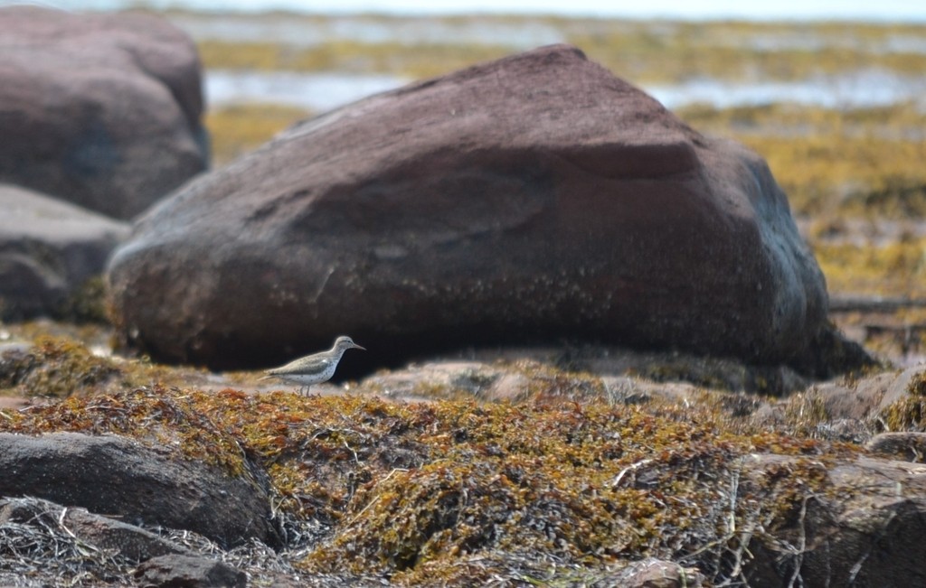 Spotted Sandpiper - ML646867517