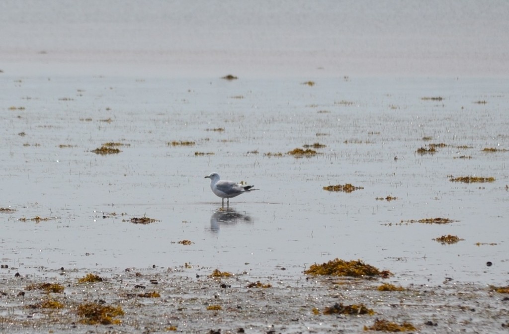Ring-billed Gull - ML646867518