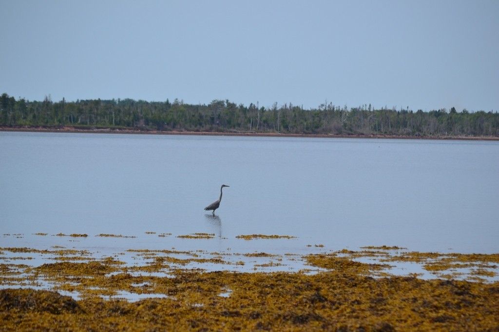 Great Blue Heron - ML646867524