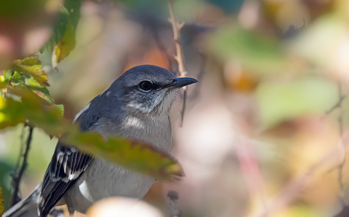 マネシツグミ - ML646867525