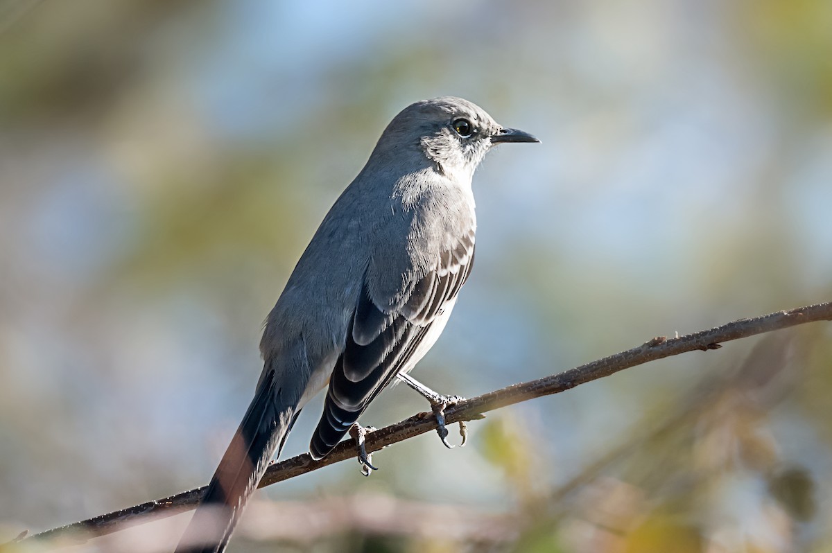 マネシツグミ - ML646867526