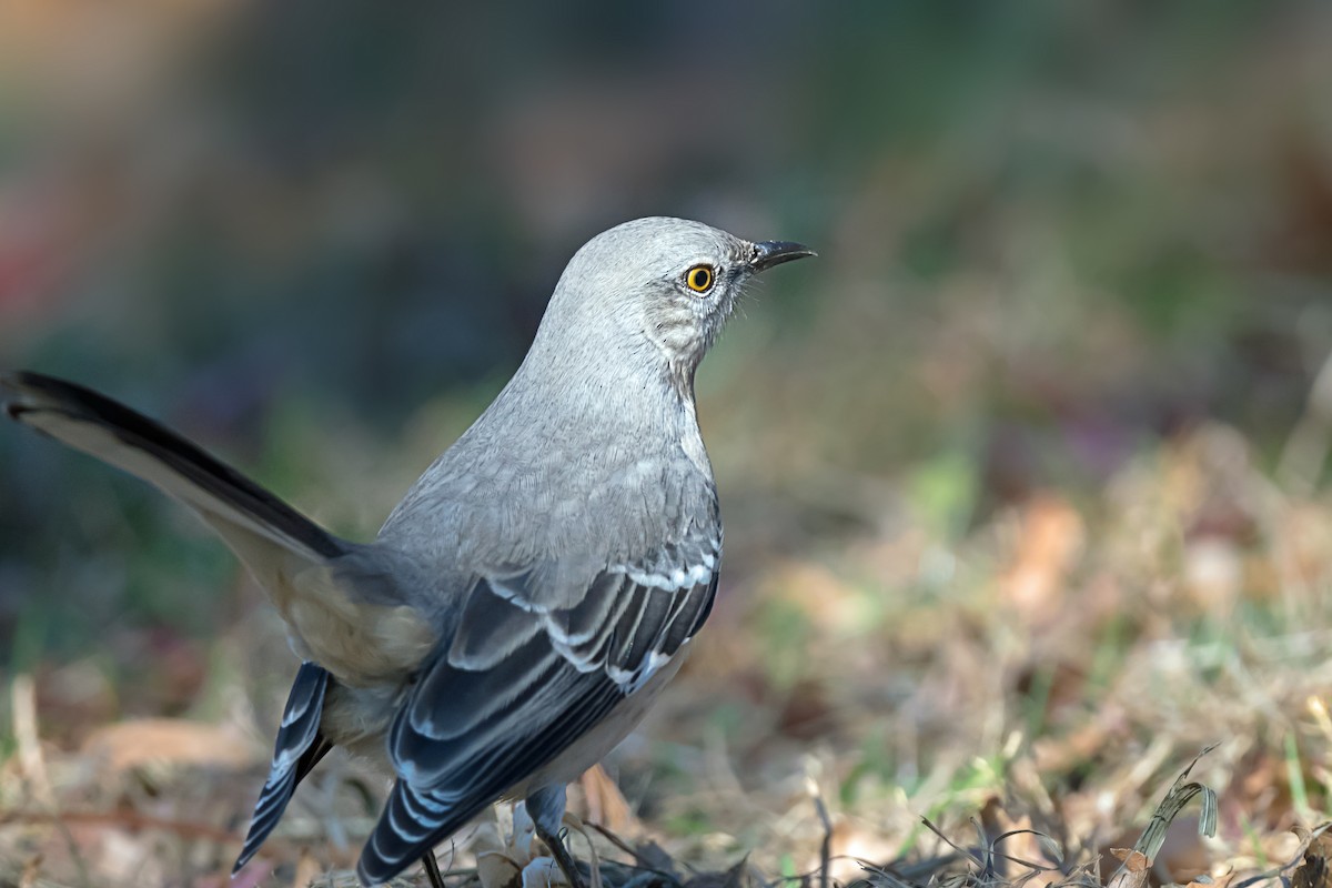 マネシツグミ - ML646867527