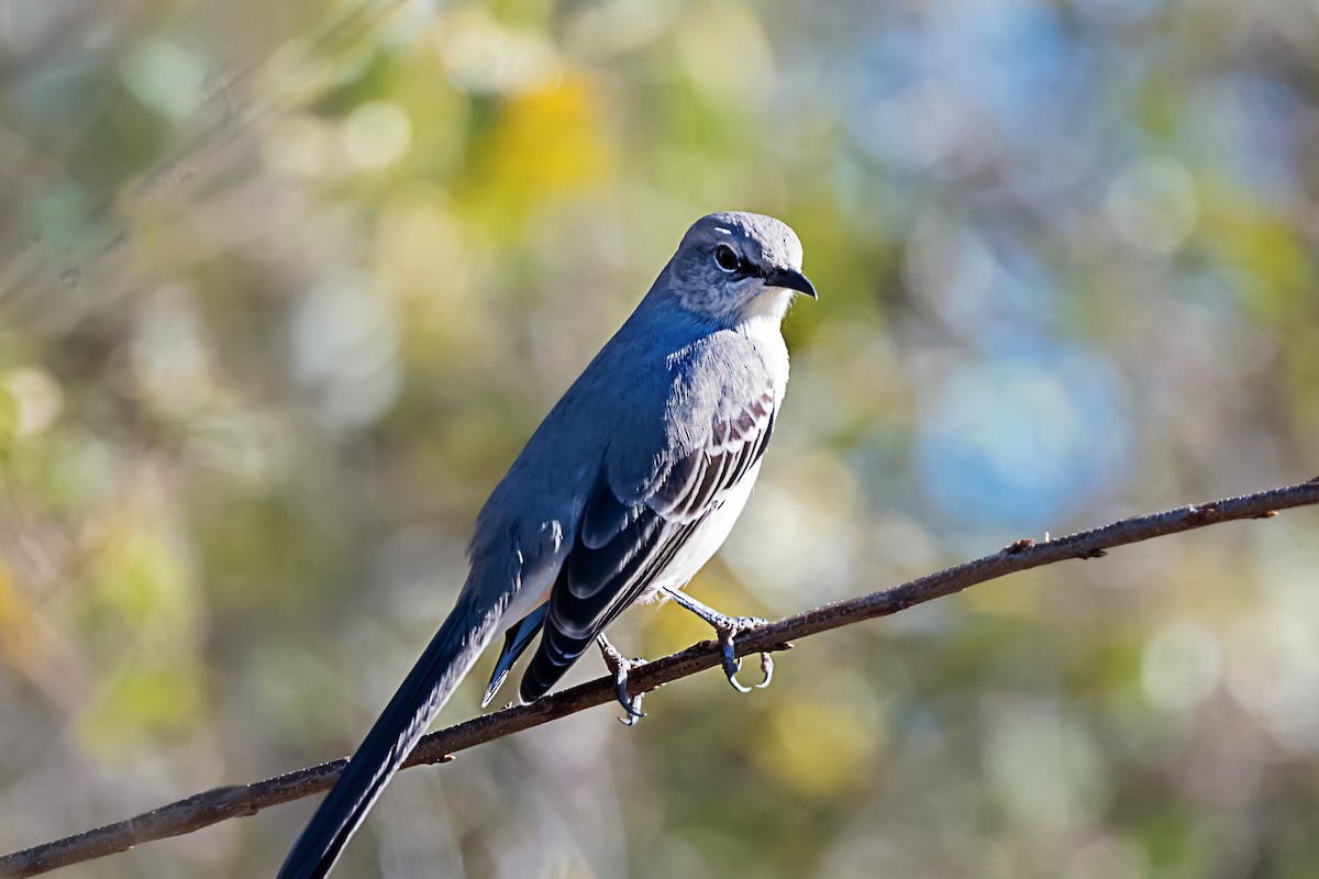 マネシツグミ - ML646867530