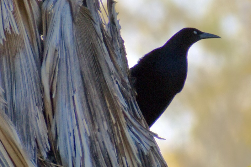 オナガクロムクドリモドキ - ML646867531