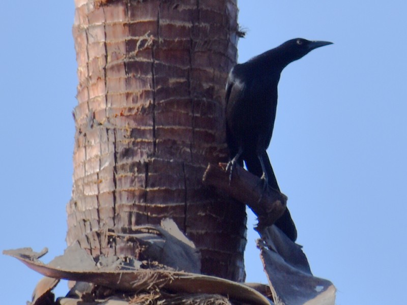 オナガクロムクドリモドキ - ML646867532