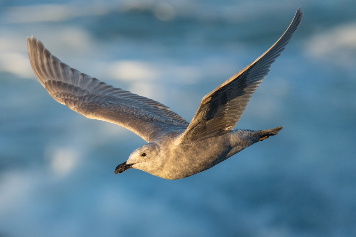 Gaviota de Bering - ML646867534