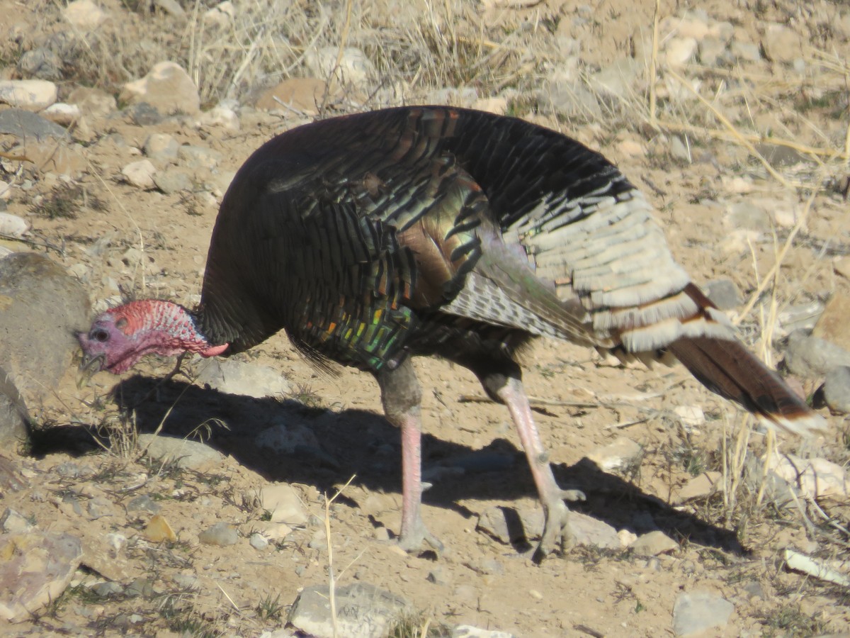 シチメンチョウ - ML646867553