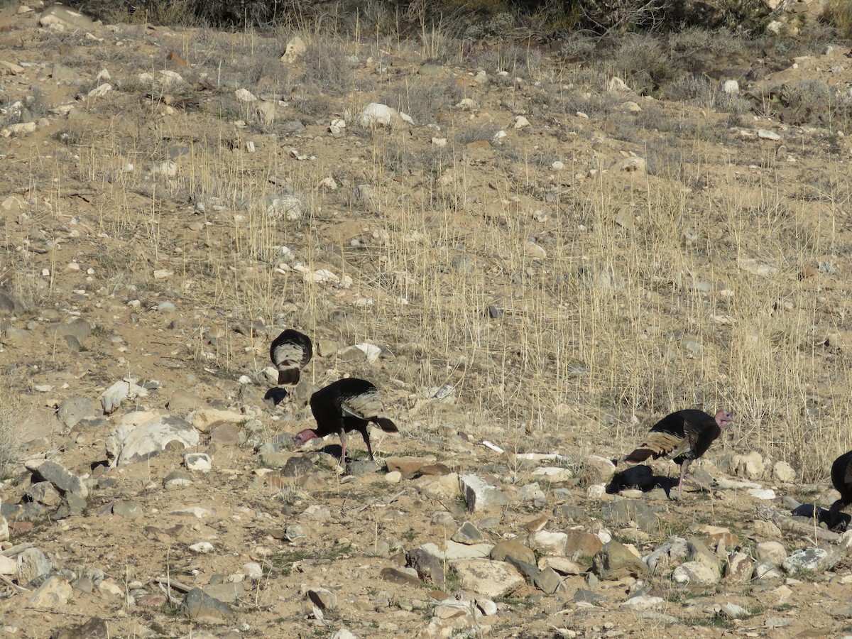 シチメンチョウ - ML646867554