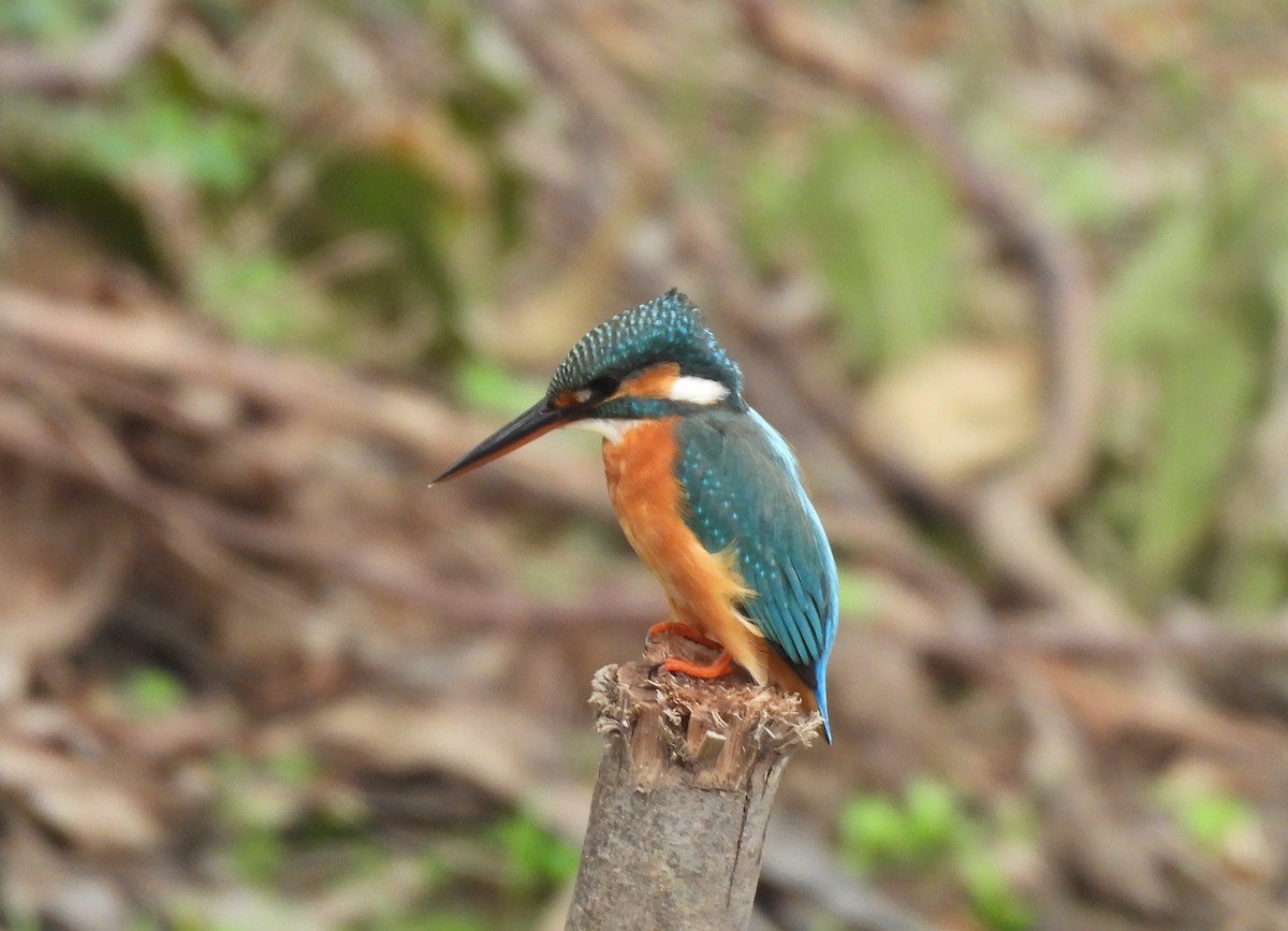 Yalıçapkını - ML646867555