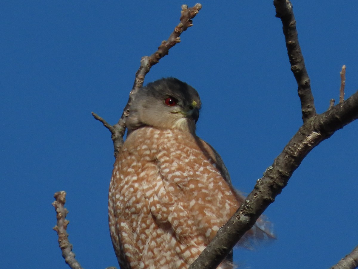 アシボソハイタカ - ML646867556