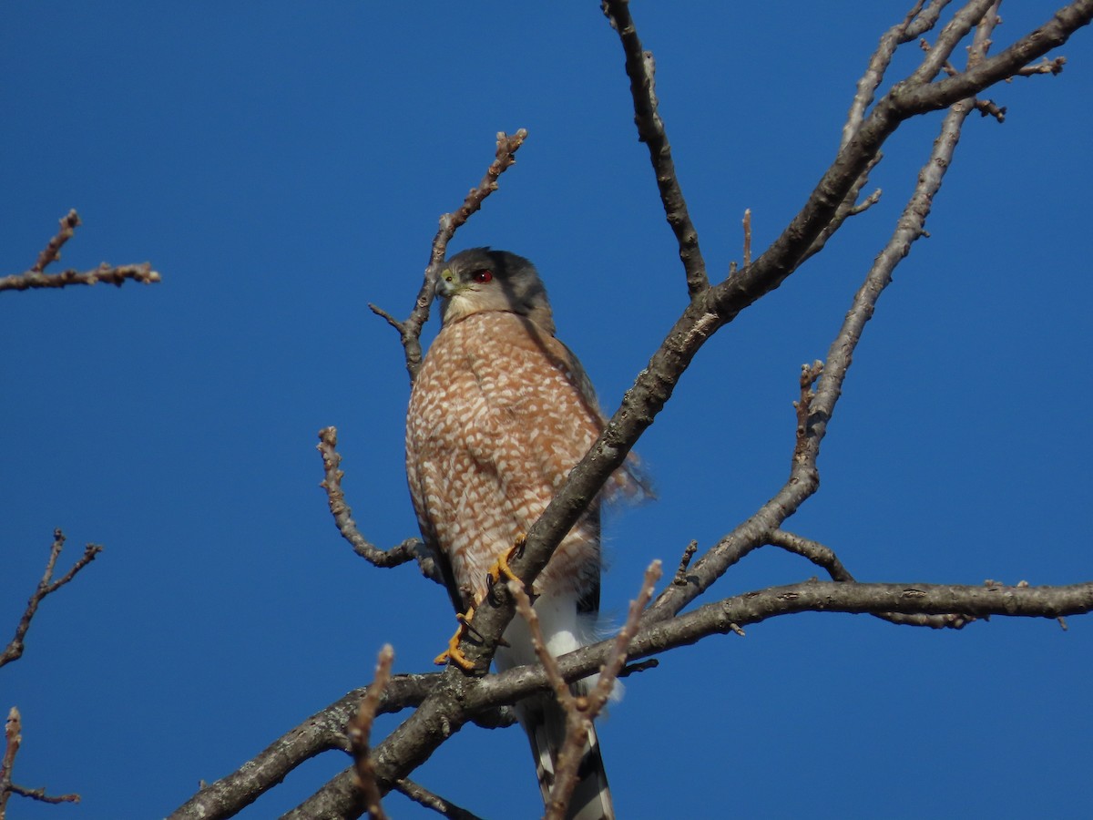 アシボソハイタカ - ML646867557