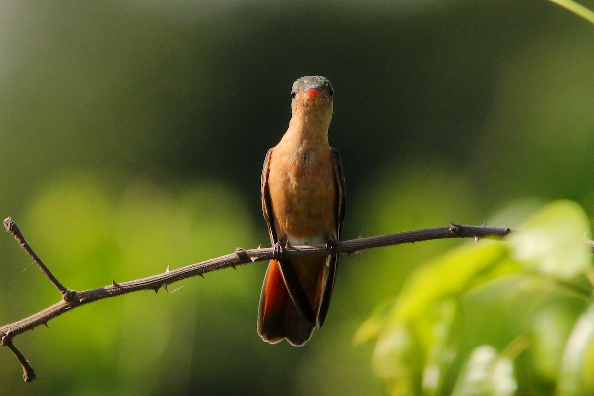 Cinnamon Hummingbird - ML646867560